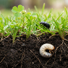 Weed and Pest